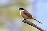 Gray-backed Shrike